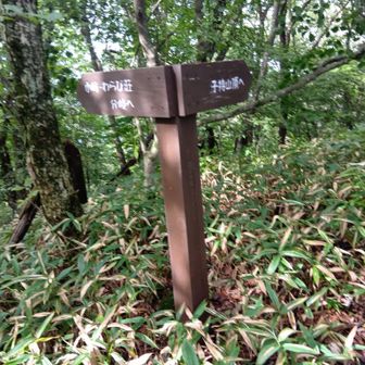 往路、子持山からドコモ子持無線中継所へ。
分岐。