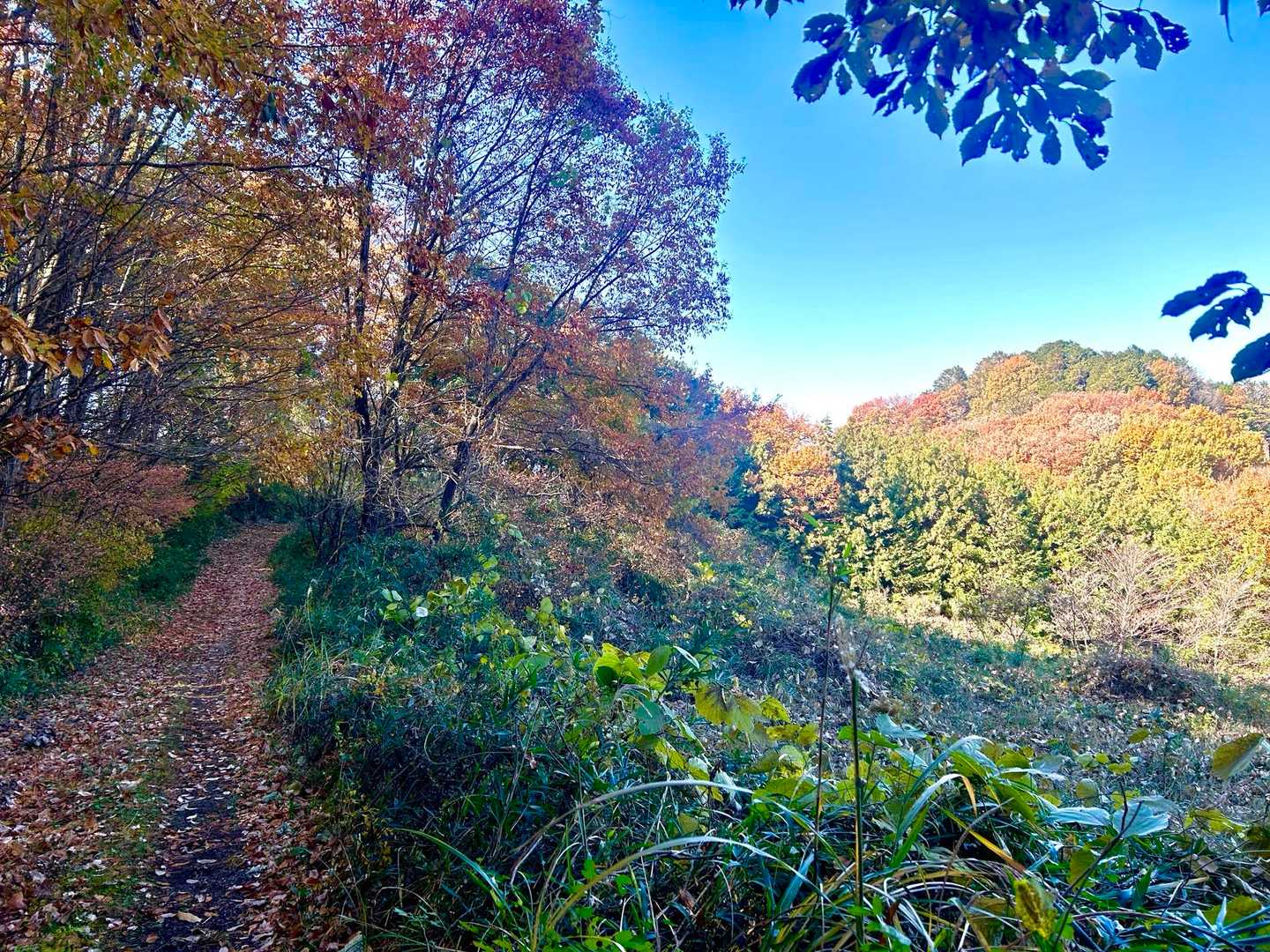 鬱蒼とした森のコースではないので、とても気持ちよく歩けます❣️