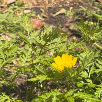 最後の一輪福寿草