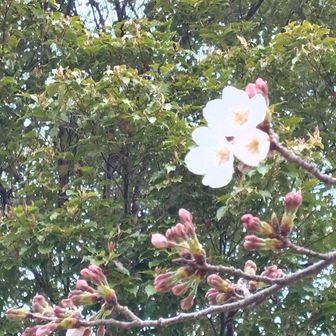 大平山三角点のさくら🌸の花はまだ一つ二つ