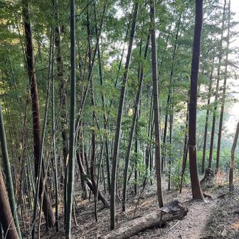 この一帯だけ竹林となる