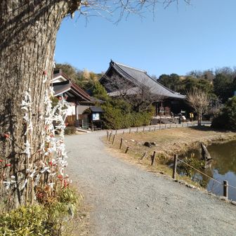 途中バスに乗り、称名寺に立ち寄り。一時停止して再開忘れ😓
ダルマ突き刺すのが流行ってるの？