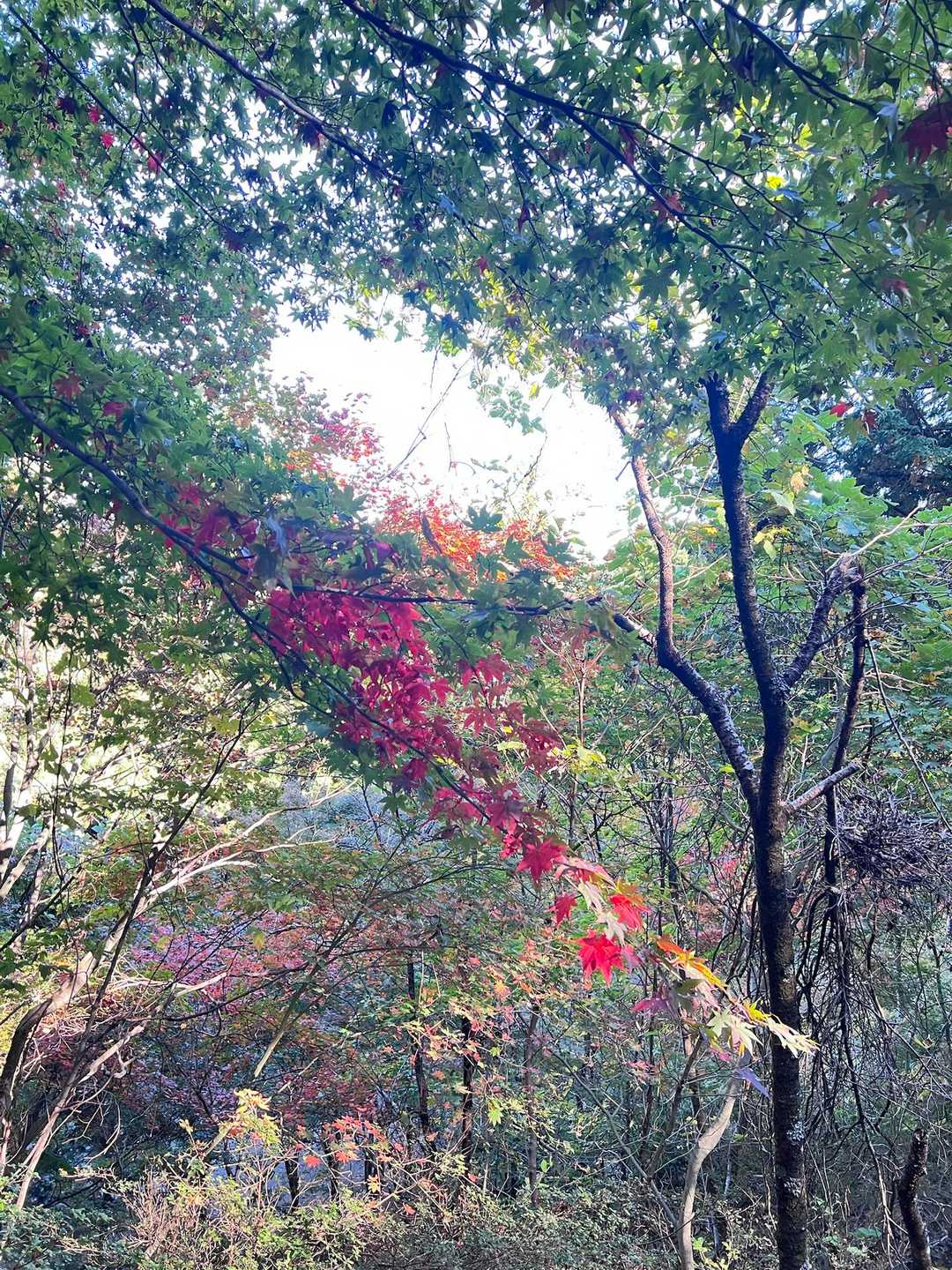 愛宕山 往復コースの写真