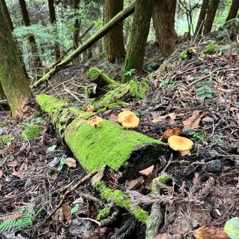 苔とキノコの黄色がマッチングしてる