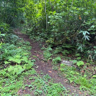 ここから登山道