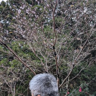 この時期にも咲くキレイな桜🌸と、佐藤さんのホワイトヘッド😆