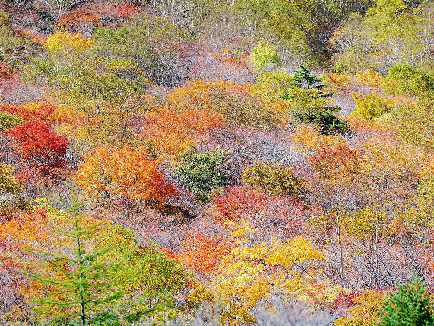 癒やされる優しい紅葉