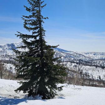 縦に撮ればよかった……
先端が映っていない🌳