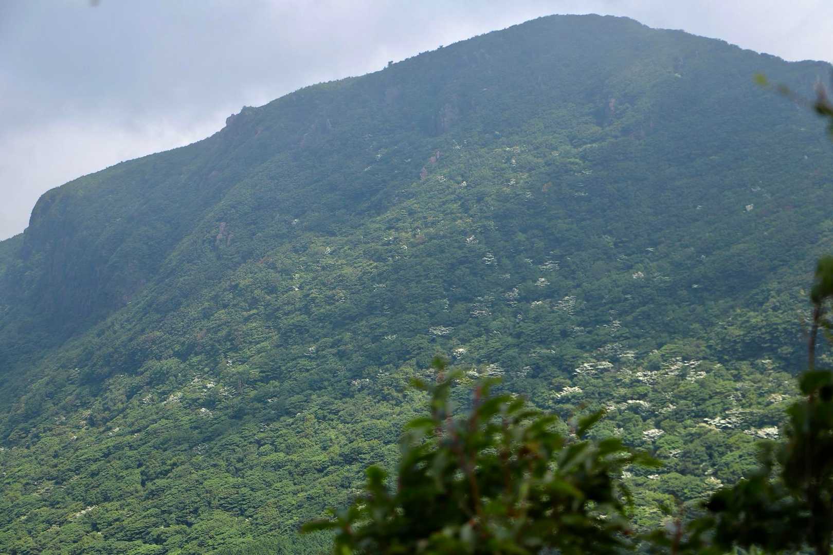 九千部岳の北側にもヤマボウシがちらほら。