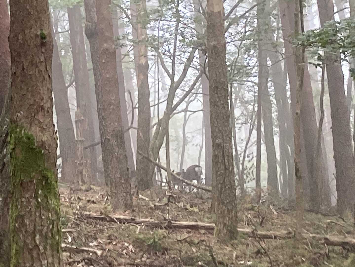 歩いてたら鹿がちらほら🦌
何とかお尻を撮ることが出来ました📸
