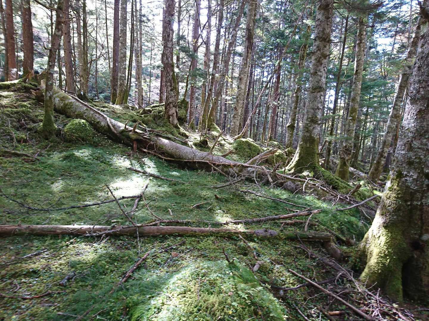 苔むしたイイ雰囲気の森でした(^^♪。