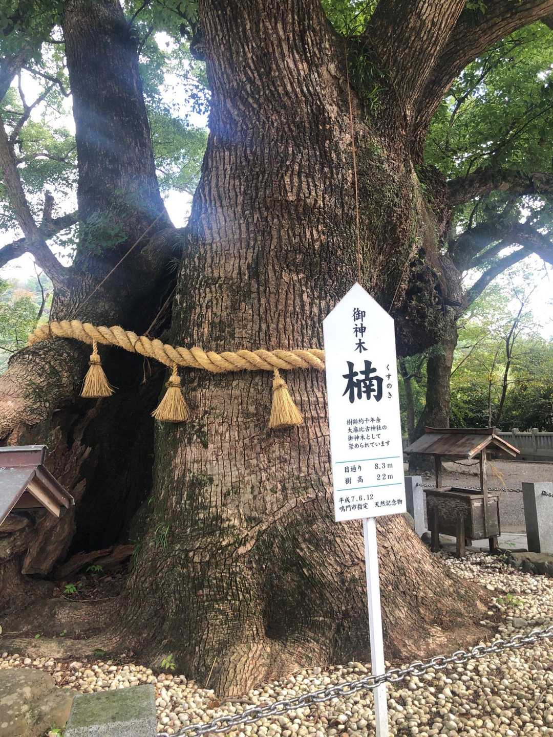大麻比古神社の中央に
樹齢1000年超えの御神木
パワーいただいて、さあ頑張って登ります