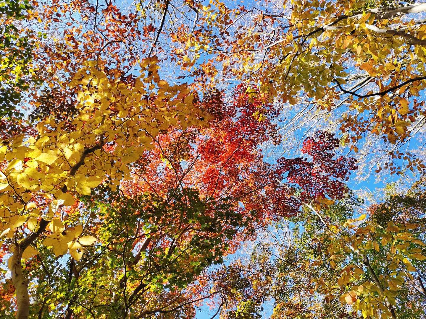 カラフル🌿‬🍂🍁