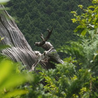 木に登るシカは木が繁って見えにくい
