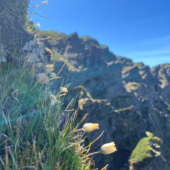 ツクモグサは、もう少し陽があたると開花するのかな？コレだけの群落は一般ルートではなかなかお目にかかれない。