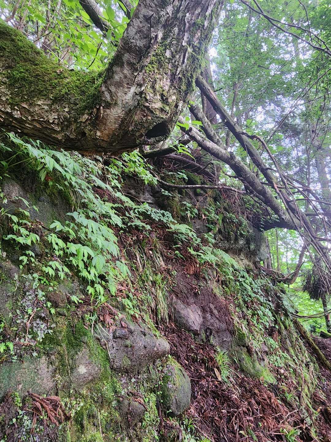 余戸登山口-八本越-三原山 往復コースの写真