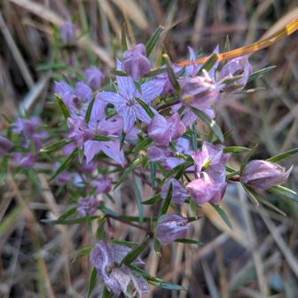 センブリ可愛い💕