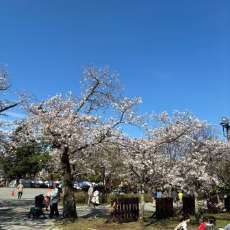 桜の下では花見している方も！都心の様に混んでません！