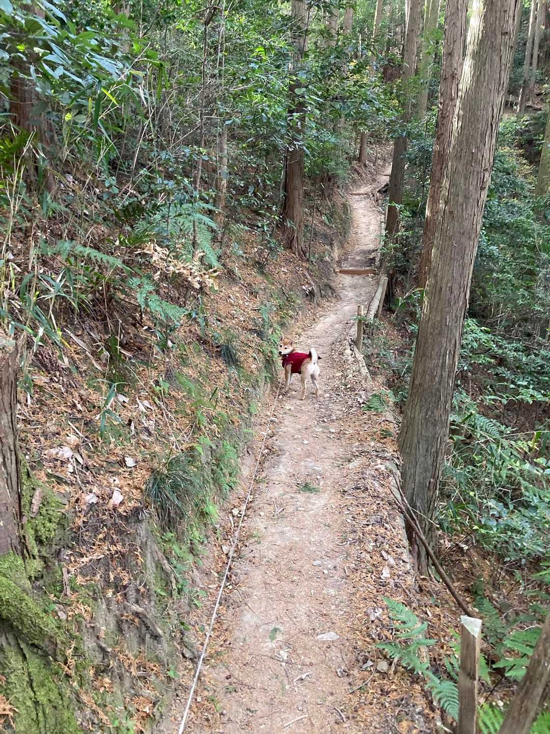 銀峰までの途中⛰️