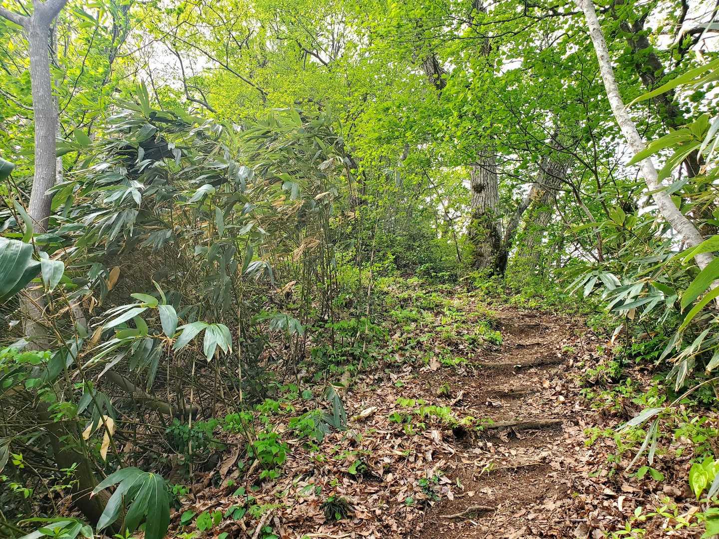 なかなかの急登ですが、登山道に階段が😲
今日の開山に合わせて、整備してくださったようです。
ありがとうございます✨
