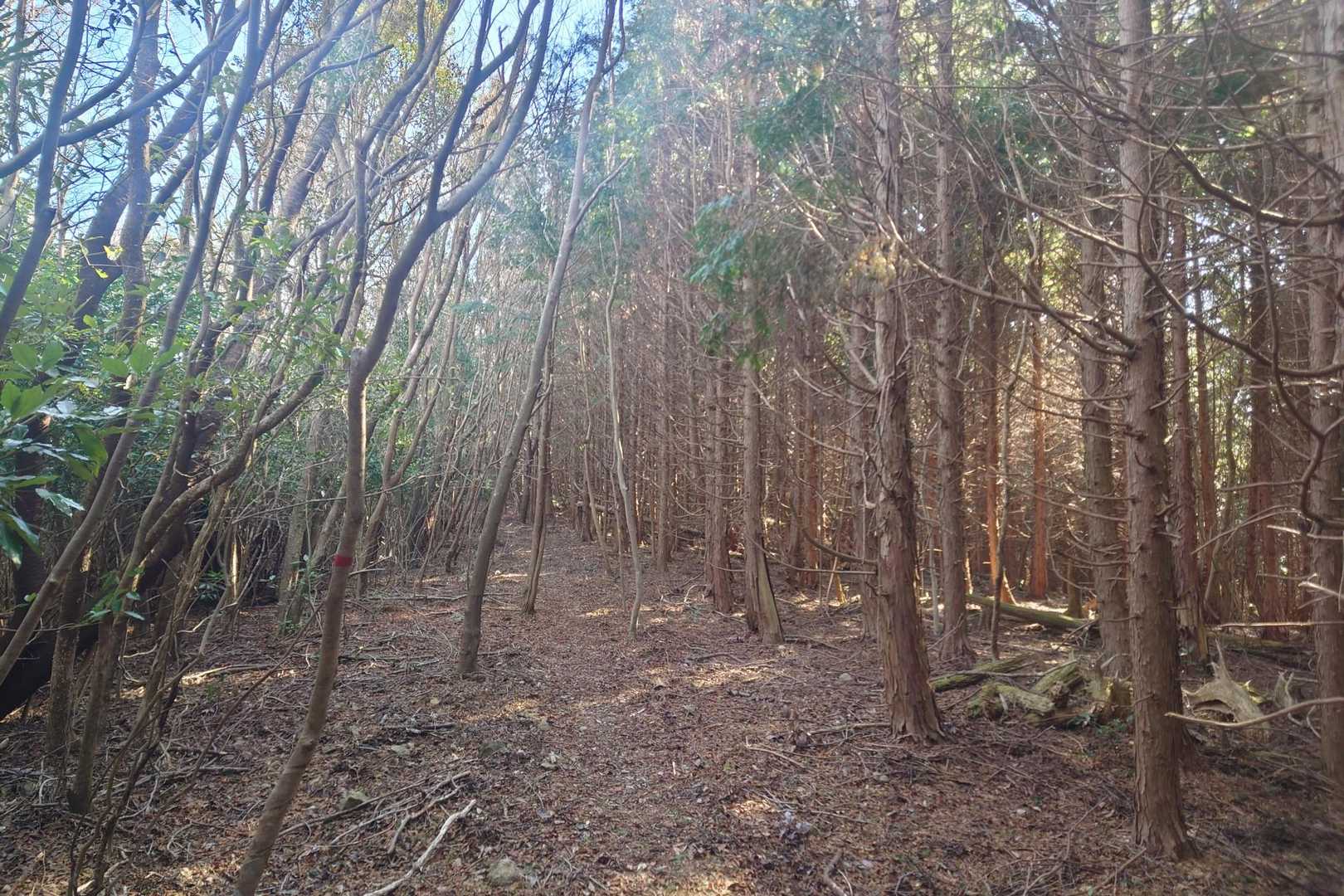 ここも神聖オーラ