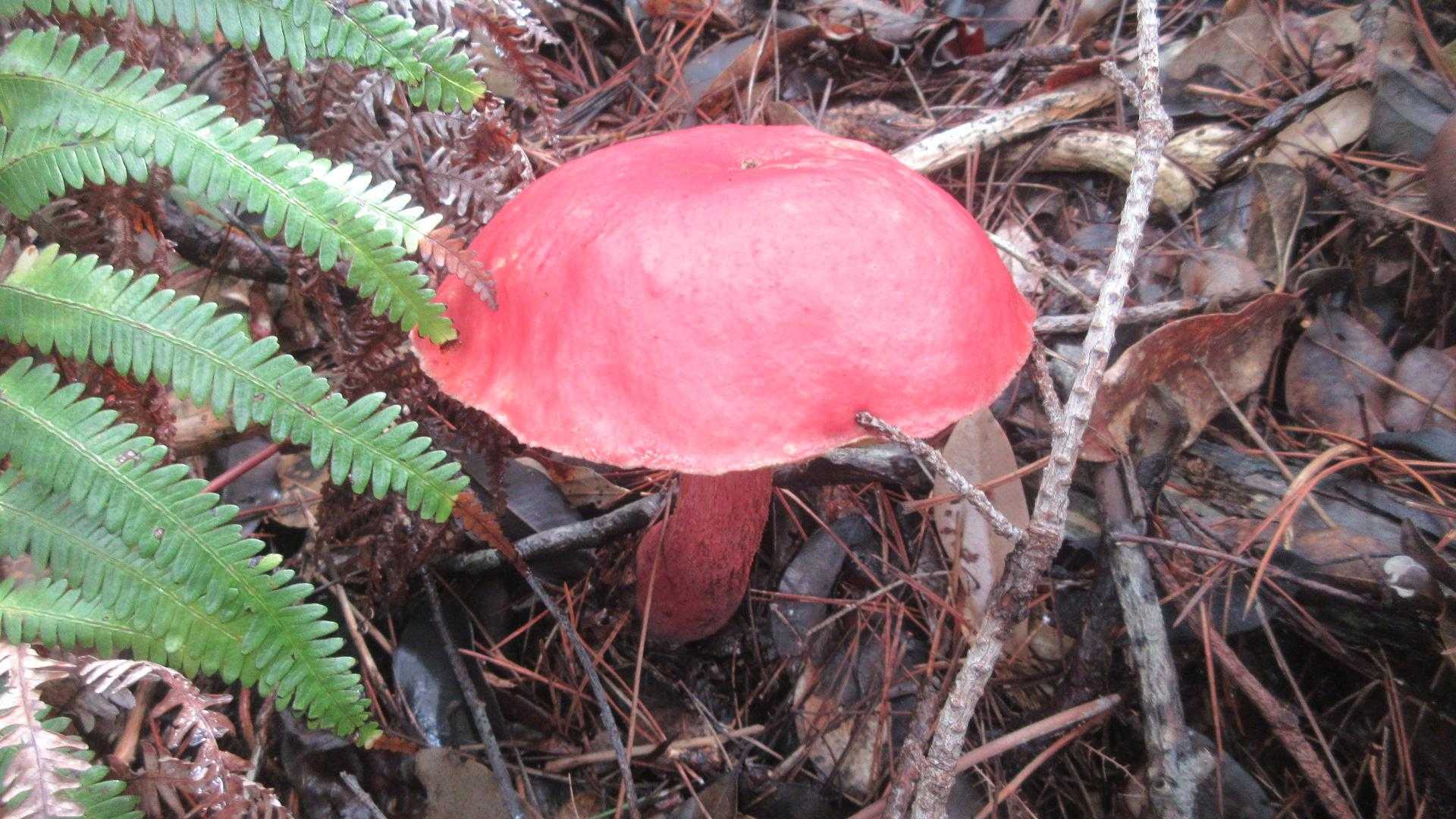 🍄