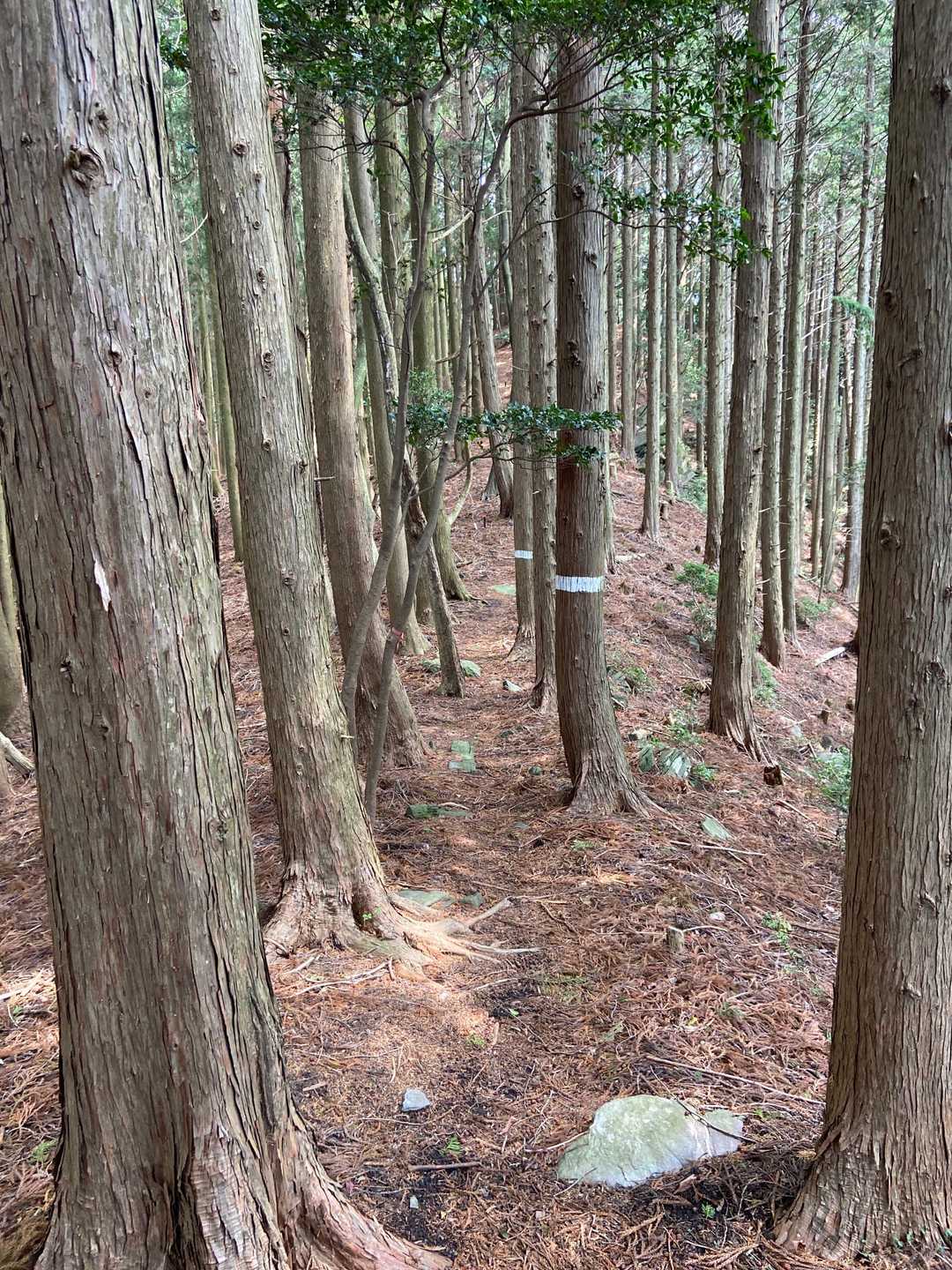 前回は行ってないので、今日は大日山まで行きます。