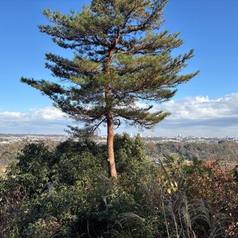 十兵衛山からの景色②
木が邪魔です（笑）