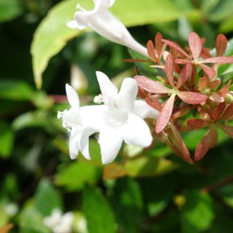 ピンクの花が白くなっています。可視光線の合成波が花が反射させている。木の防御反応かな？
アントシアニンの化学反応なのかな。秋の色づきと逆になるのかな？