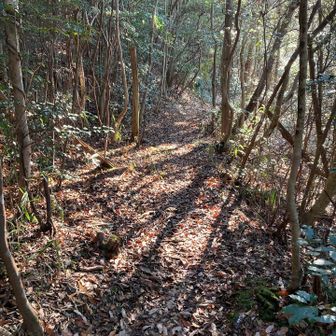 気持ちの良い木漏れ日☀️