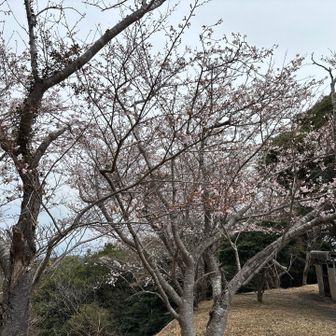 桜は🌸七分咲きのものも！