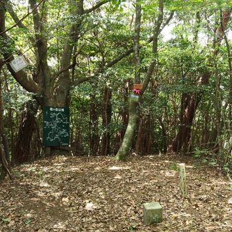 山頂の様子　眺望なし