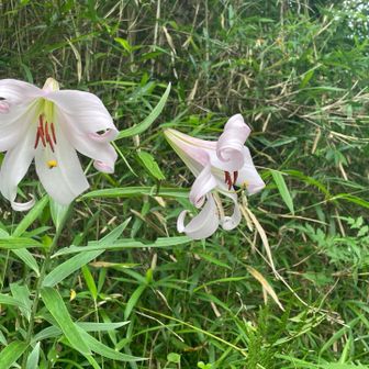 神楽尾山の本丸登山道のササユリ。

もうササユリもピークかなぁ。

今年は少し少なめです。