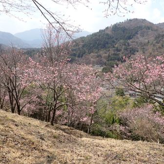 ちょっと咲いてた