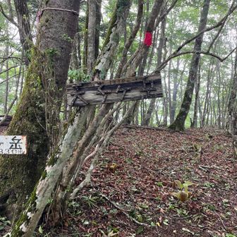 一度通り過ぎて戻った天子ケ岳。眺望なし。
