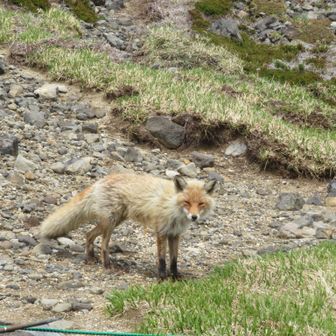 キツネ🦊帰ります。