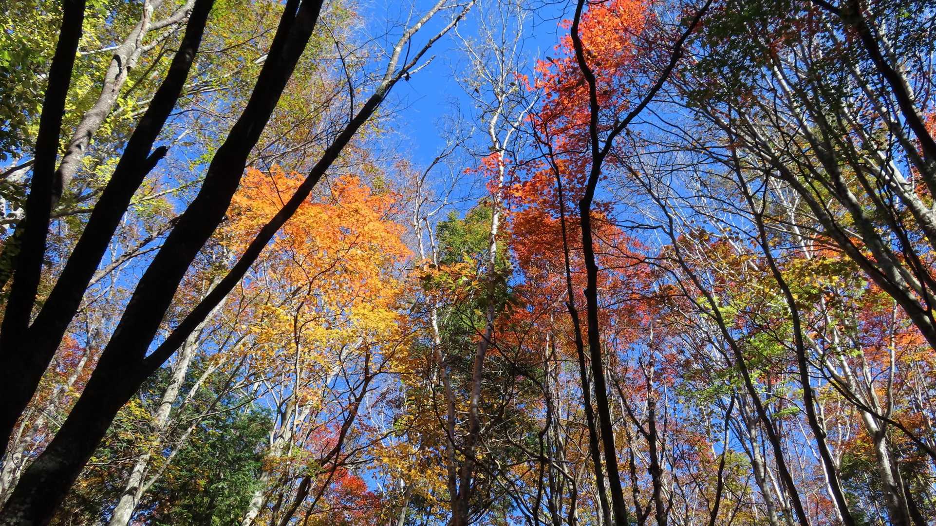 綺麗な紅葉