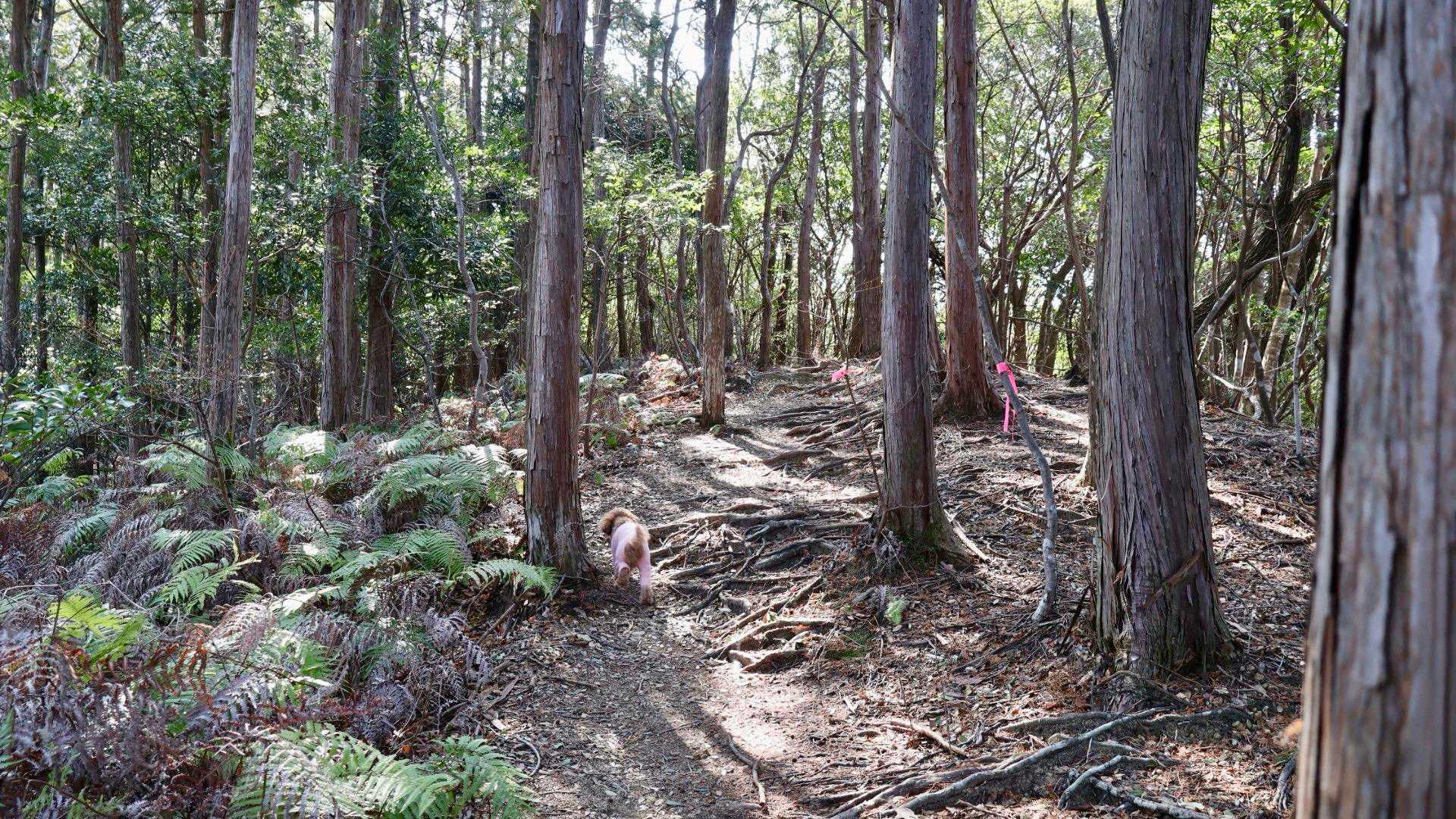 真妻山 周回コースの写真