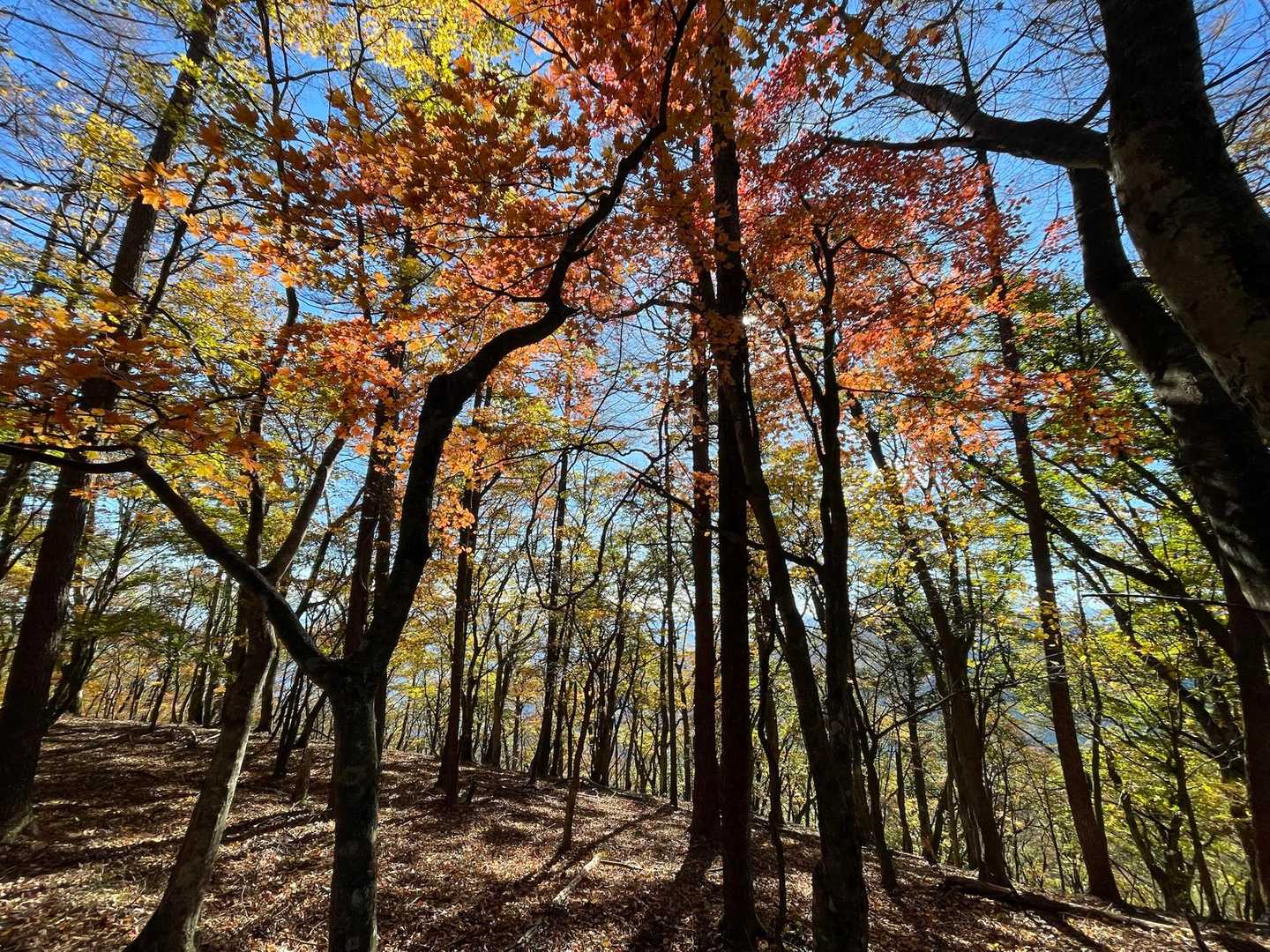 鷹ノ巣山-水根山-城山-六ツ石山-長尾ノ頭 周回コースの写真