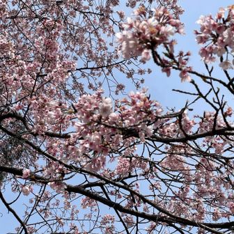 写真ではわかりませんが
めじろが10羽はいます😊
桜にメジロで 「サクジロー」
って言うらしいですね笑