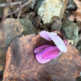 葛の花　良い香り