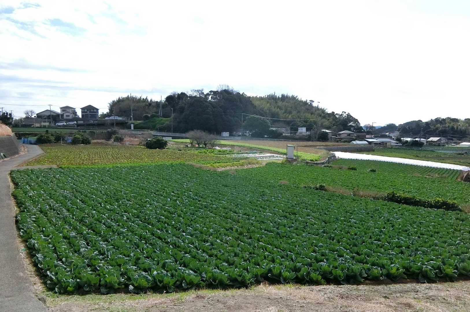 今や高級野菜と化したキャベツ達よ。