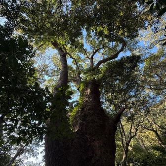 まずは孫クス🌳