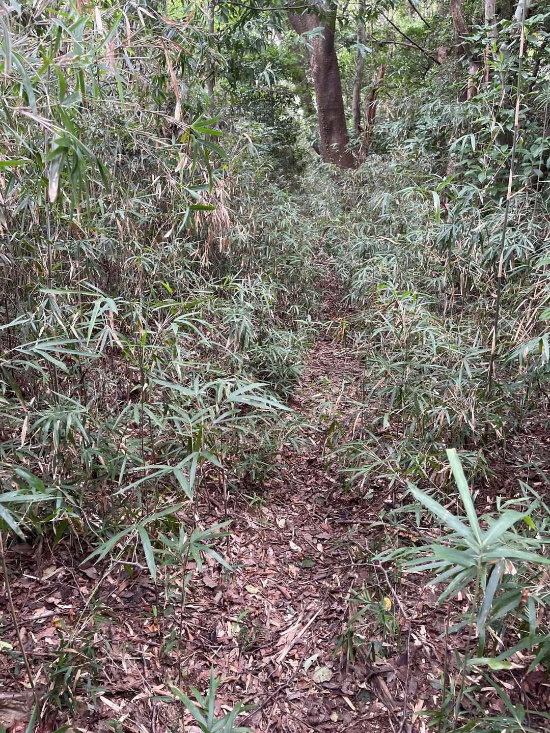 あたご天狗の森登山口-鐘転山 往復コースの写真