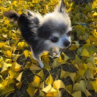 スヌスムムリク