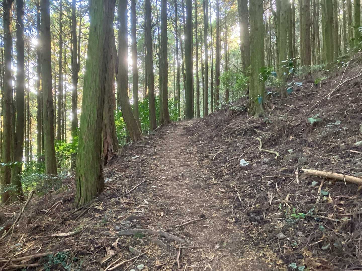 嘉納山への道も整備が行き届き歩きやすい😊