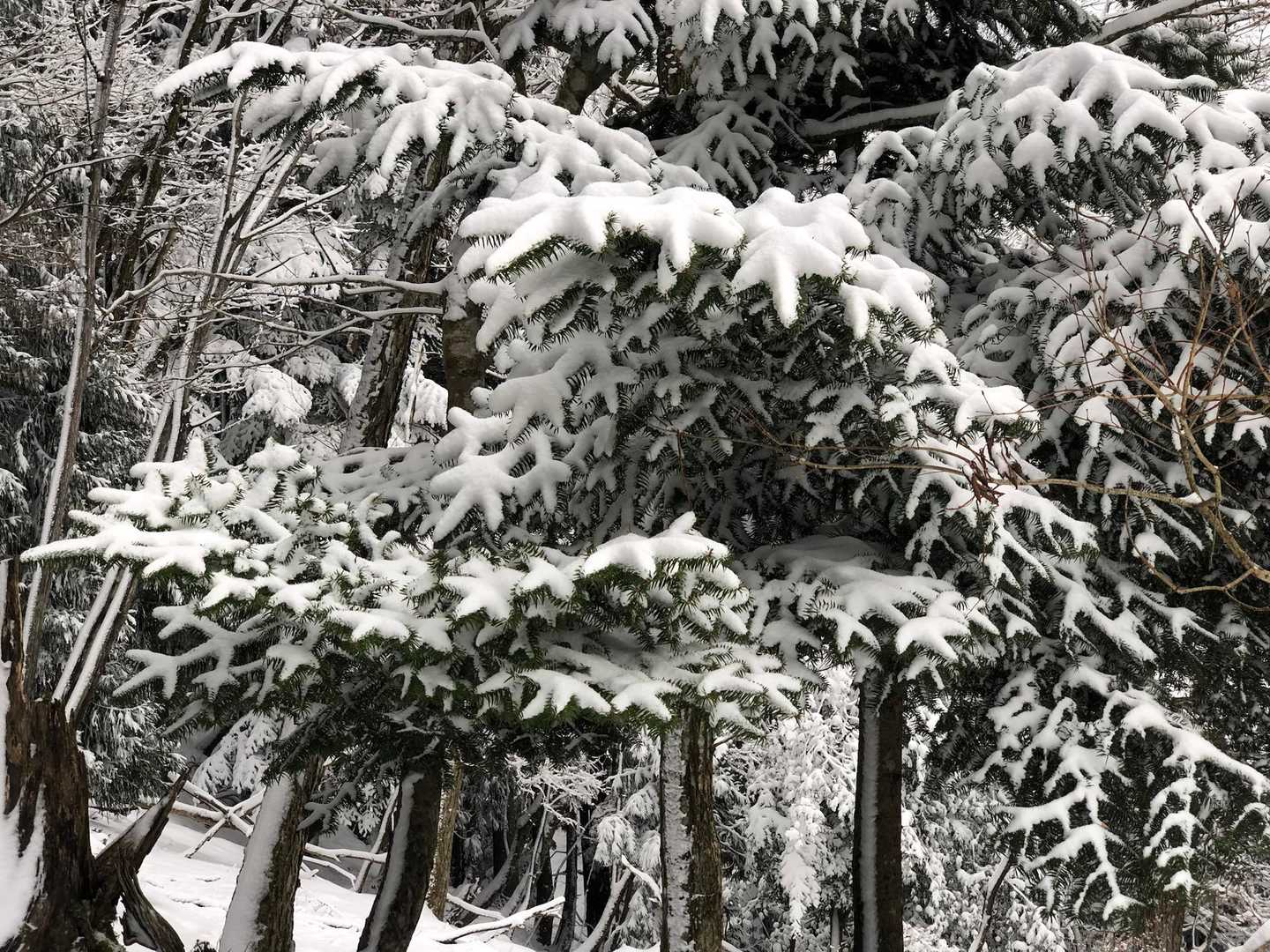 坊村バス停-坊村登山口-御殿山 往復コースの写真