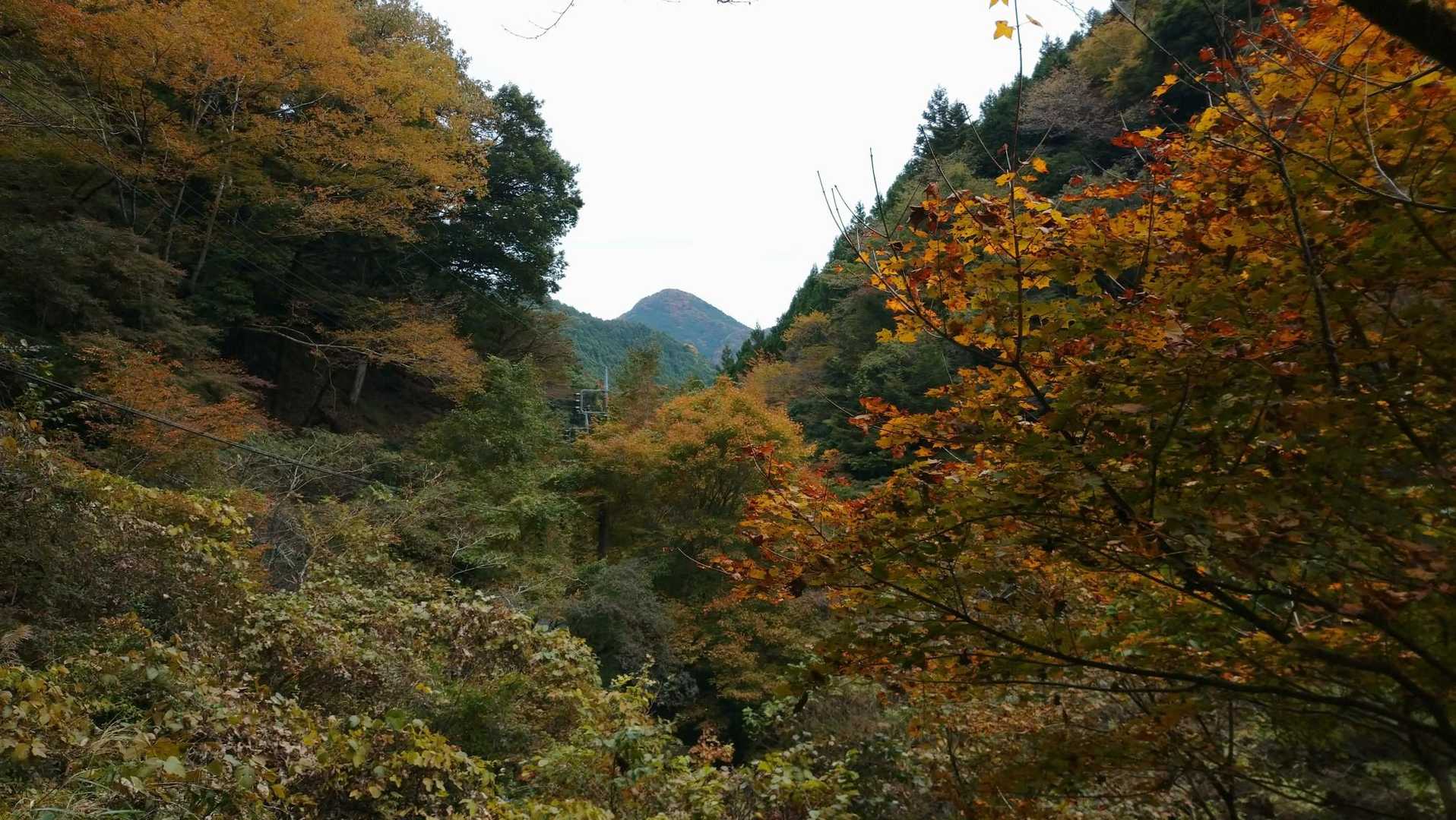 鳥首峠登山口から伊豆ヶ岳方面