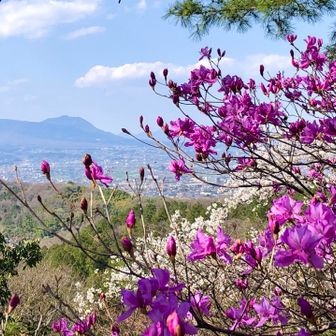 水沢山　ミツバツツジ