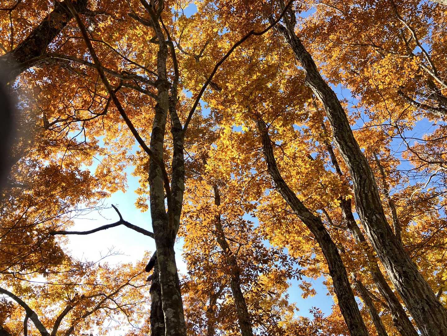 杓子山（鳥居地峠）の写真